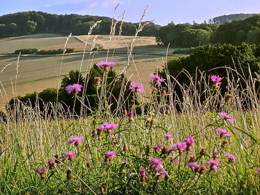 Holstenhöfen