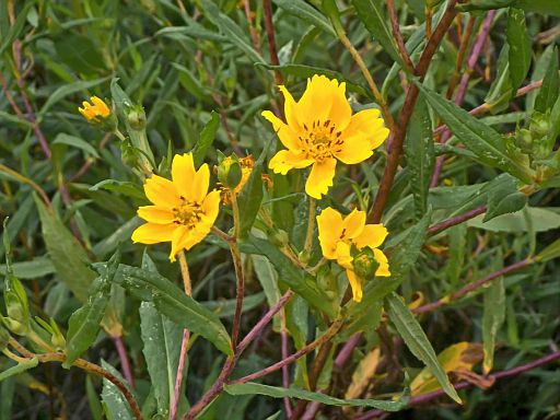 ... liebt den Herbst