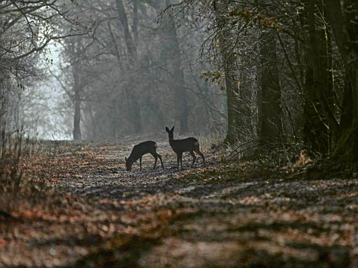 Waldbewohner