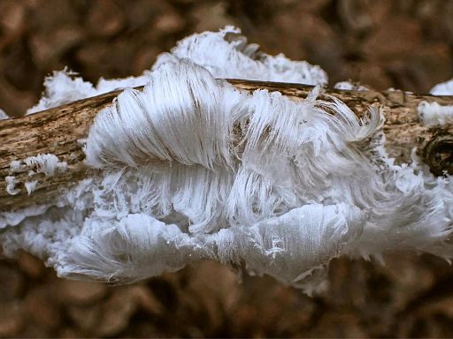 Der Bart vom Weihnachtsmann? :o)