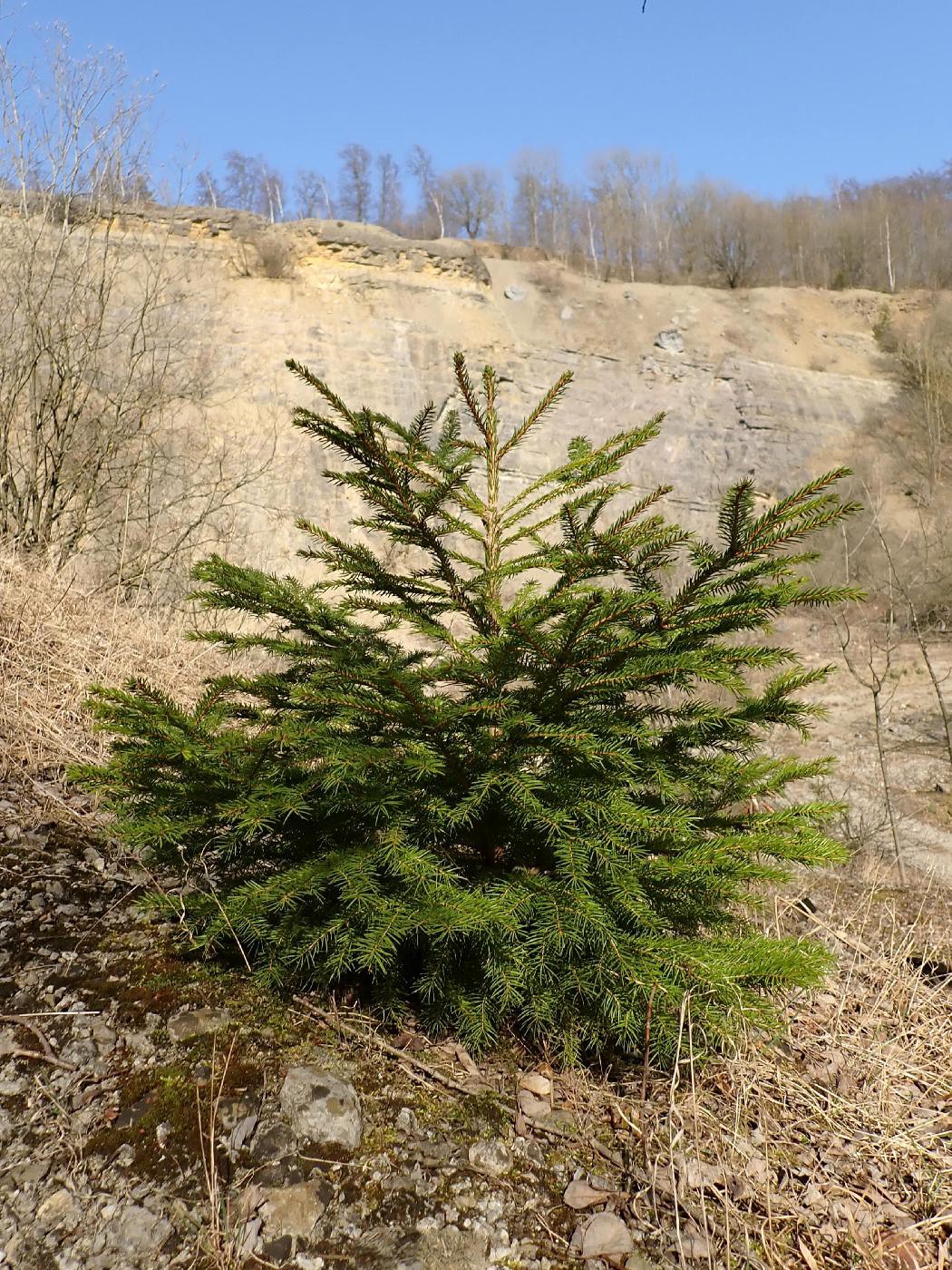 Tännchen im Steingruch