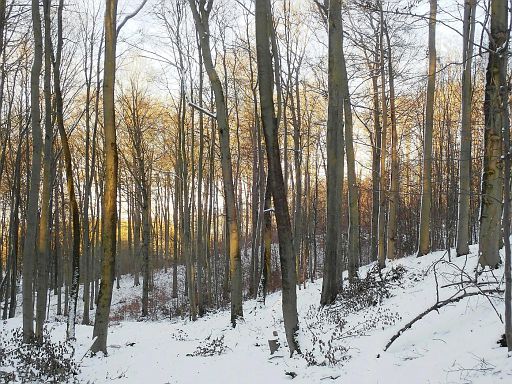 Forst Barntrup