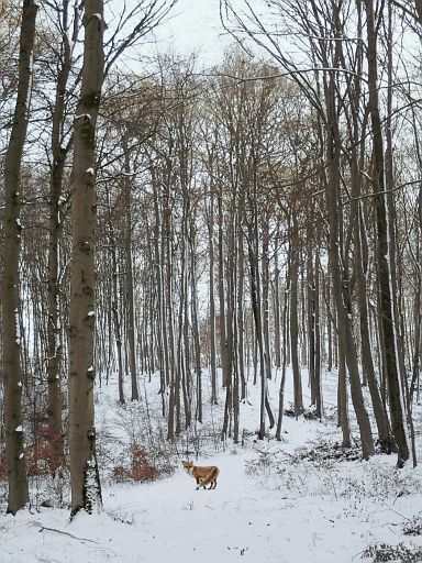 Safari im Forst Barntrup
