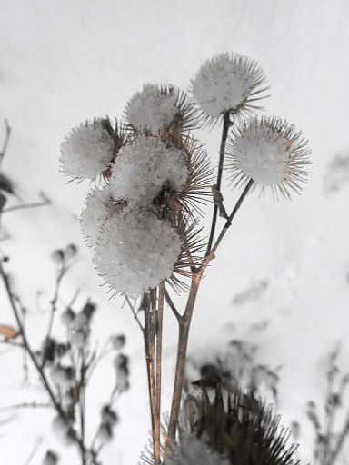 Stachelige Schneebälle