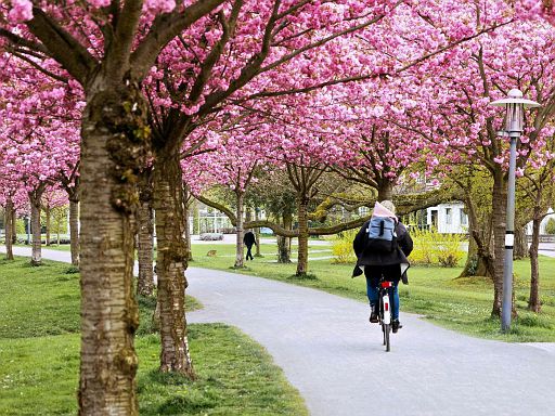 Kirschblüte am Stadtwall
