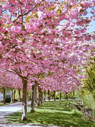 Kirschblüte am Stadtwall