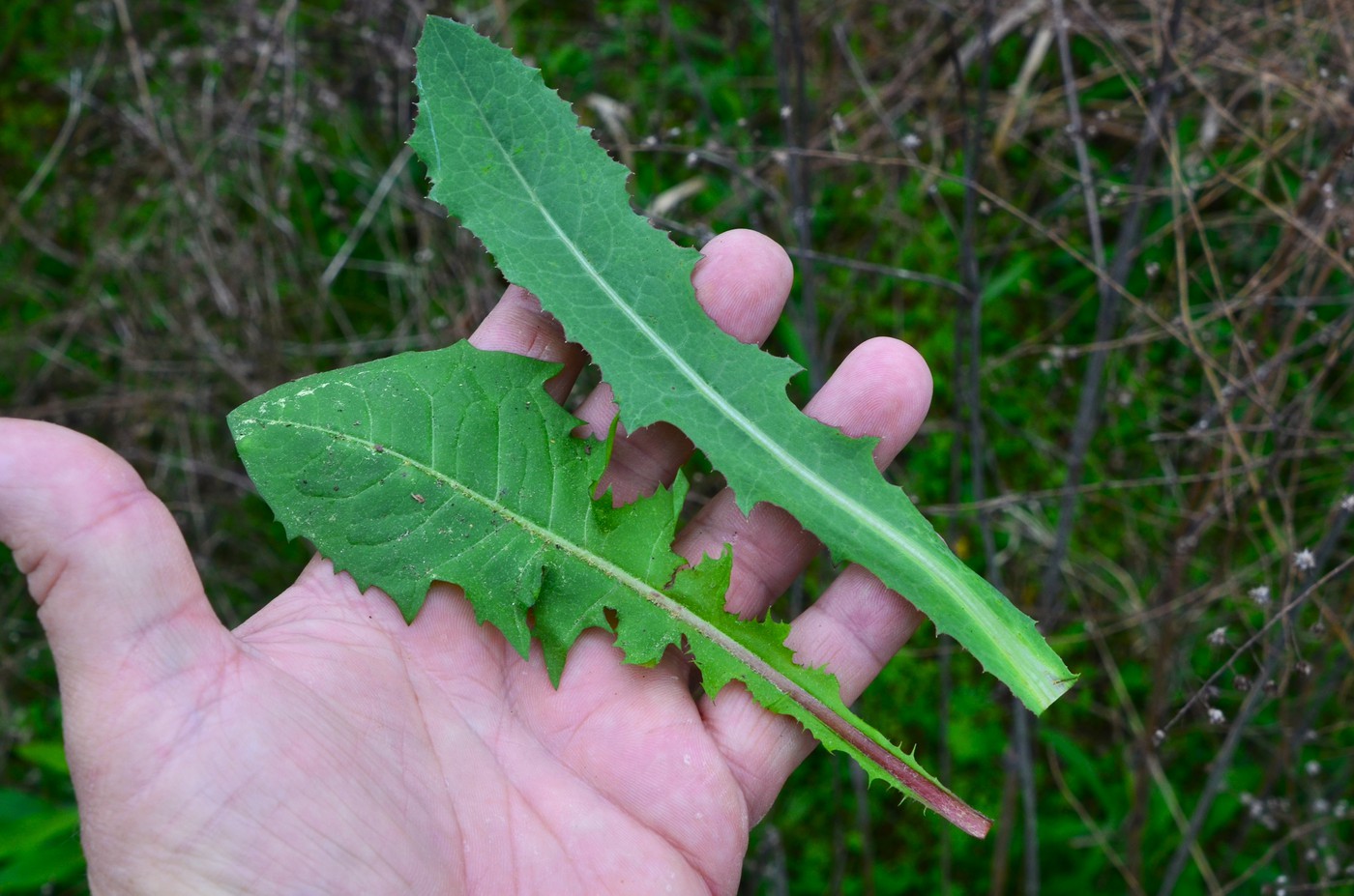 Dandelion_Vs_Wildlettuce_11-vi.jpg