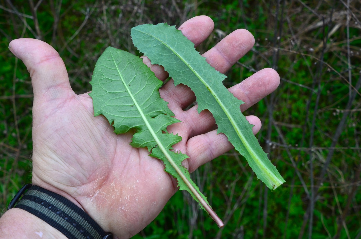 Dandelion_Vs_Wildlettuce_12-vi.jpg