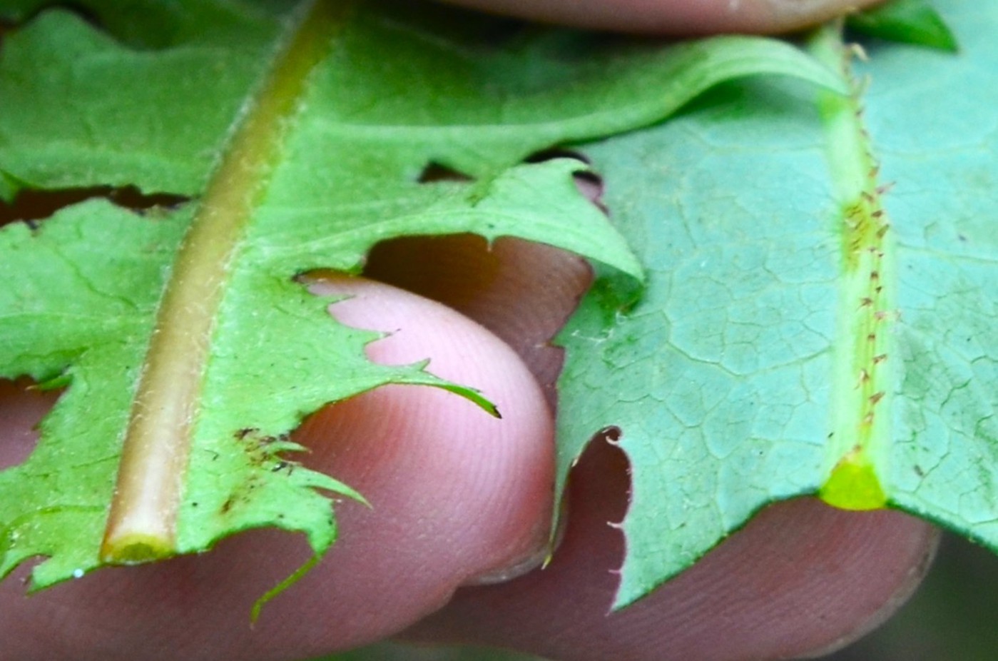 Dandelion_Vs_Wildlettuce_13-vi.jpg