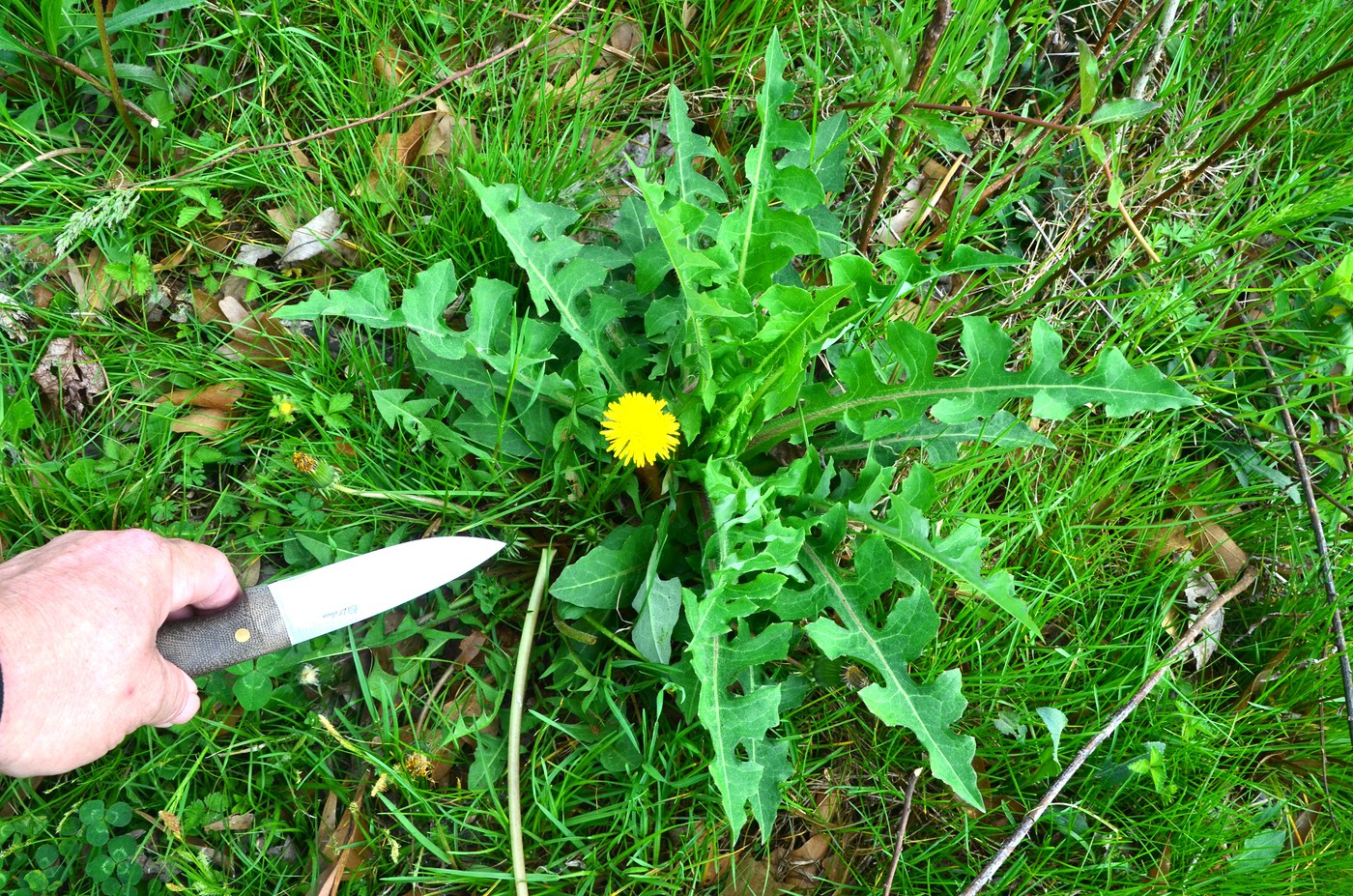 Dandelion_Vs_Wildlettuce_7-vi.jpg