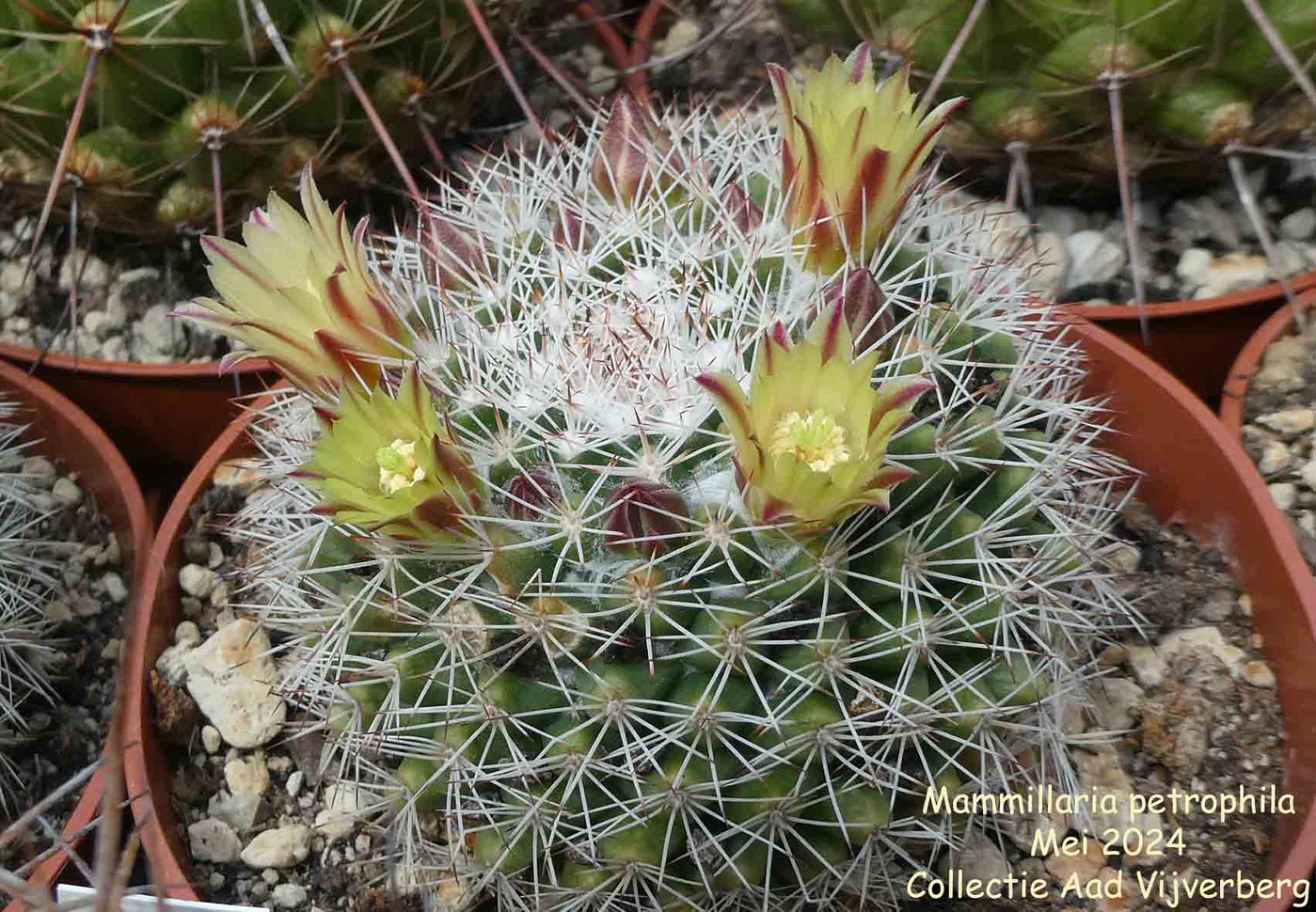 Mammillaria album | Nora Goosen | Fotki.com, photo and video sharing made  easy.