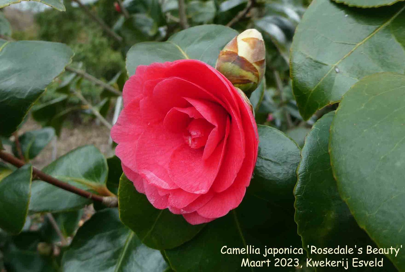 Photo: Camellia 'Rosedale's Beauty' | Camellia (cultivars) album | Nora  Goosen