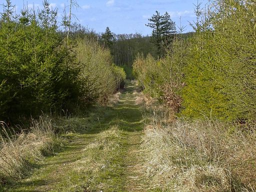Eschenbruch