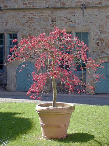 Im Innenhof Schloss Stadthagen