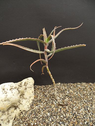 Aloe acutissima v. antanimorensis An.