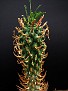 Euphorbia schoenlandii Quaggaskop Knersvlakte