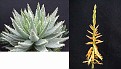 Aloe brevifolia v. postgenita fa. Variegata Alba