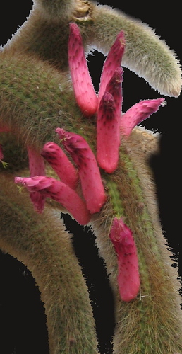Cleistocactus vulpis-cauda
