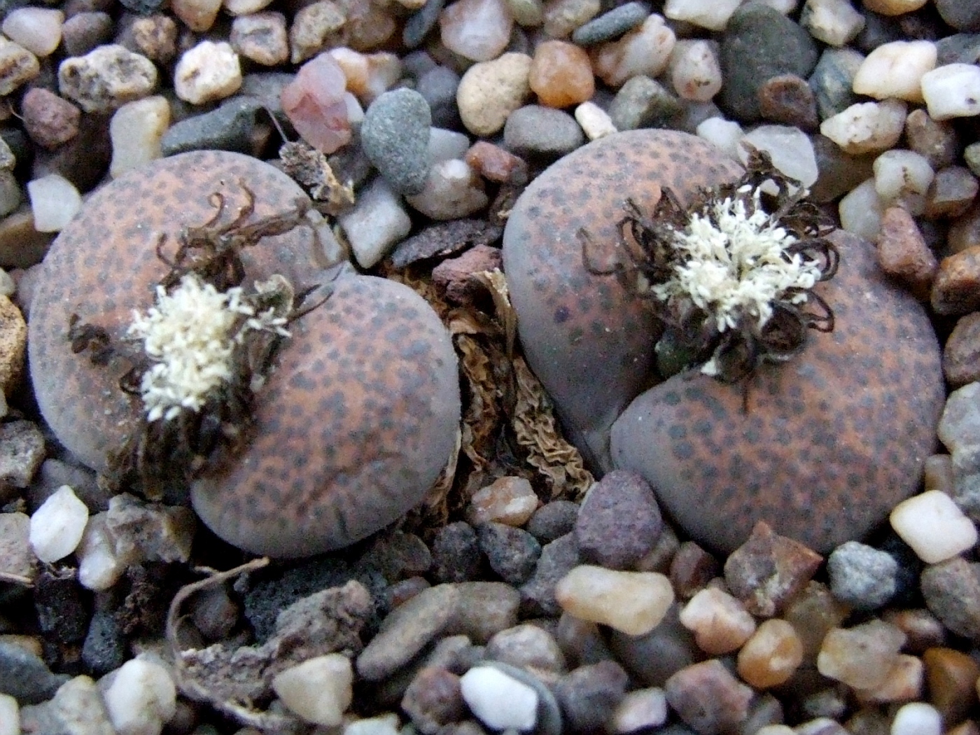Lithops terricolor Willowmore C254