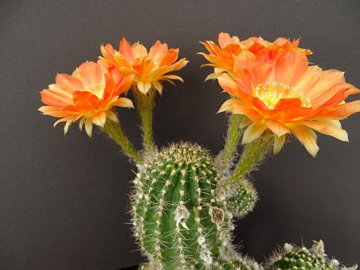 Details about   Echinopsis Lobivia Cactus Hybrid KN0 