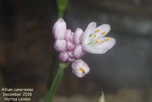 Allium canariense