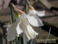 Narcissus 'Colleen Bawn'