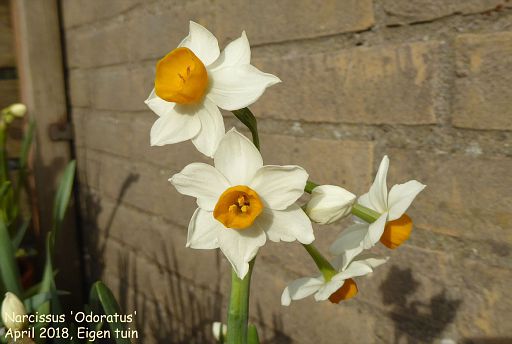 Narcissus 'Odoratus'