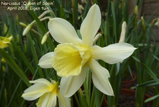 Narcissus 'Queen of Spain'