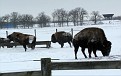 A herd of bisons