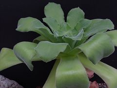 Aeonium canariensis