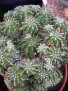 Euphorbia sepulta