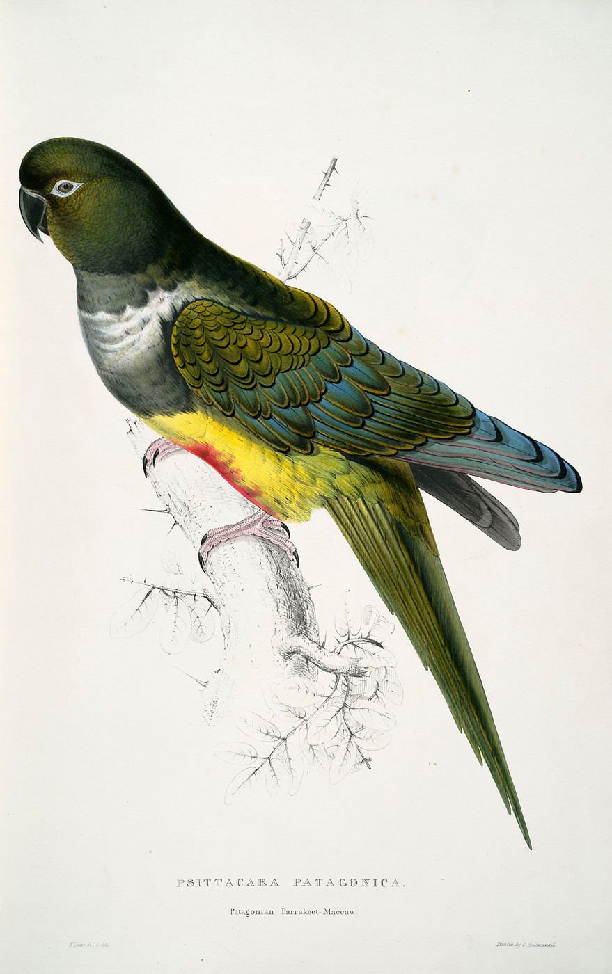 Патагонский попугай