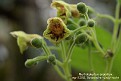 Rhytidophyllum exsertum