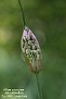 Allium carinatum ssp. pulchellum