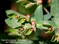 Euphorbia martinii 'Ballyrogan'