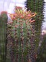 Euphorbia horrida v. striata
