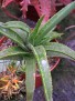 Aloe thompsoniae