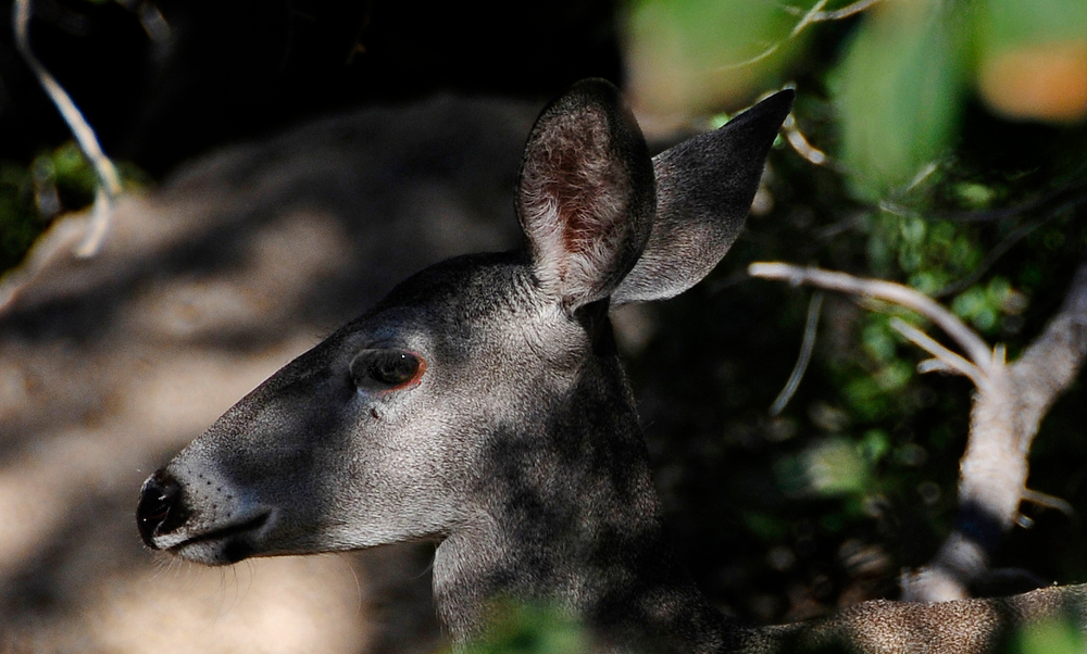 mule deer