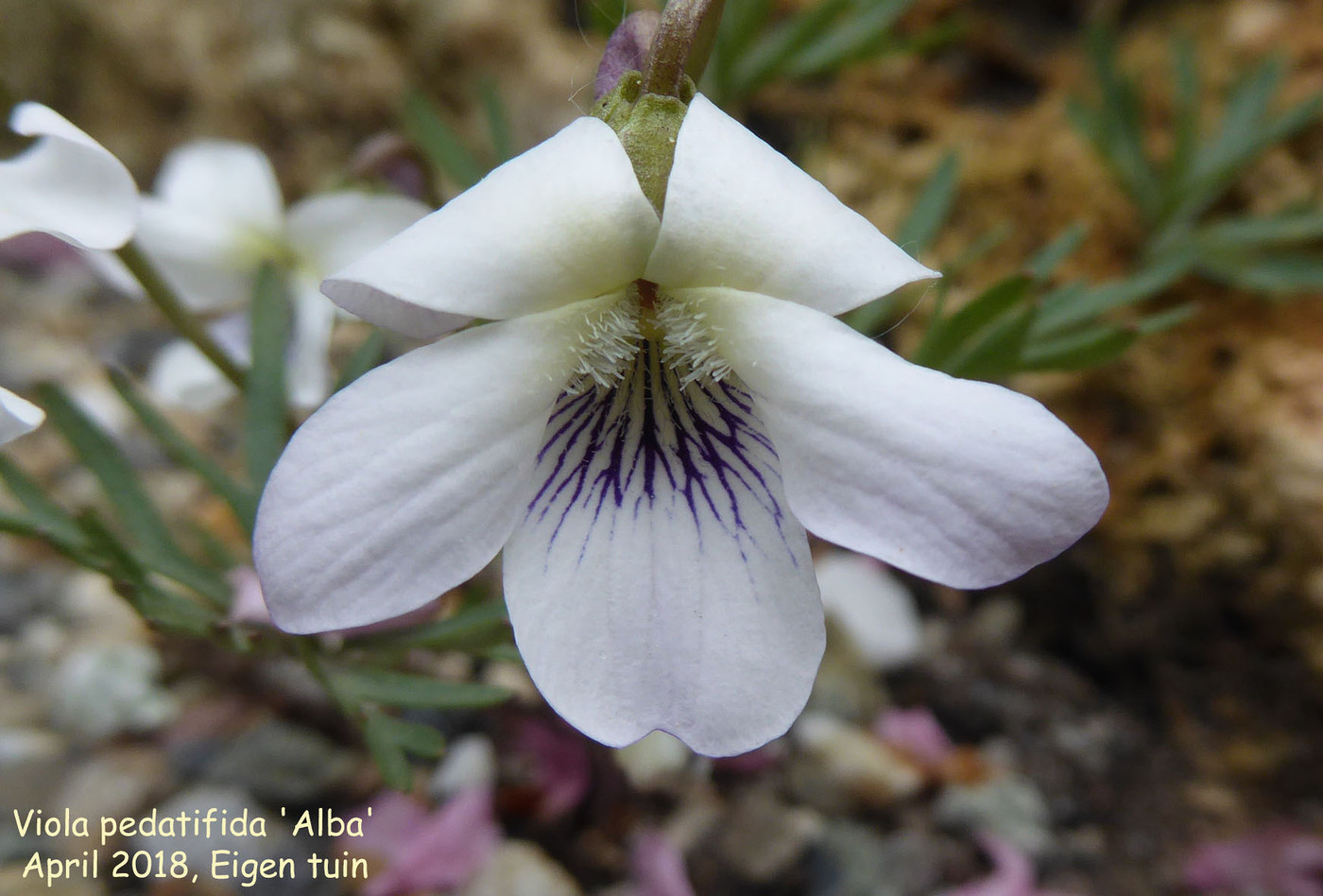 Viola pedatifida 'Alba'
