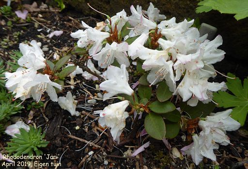 Rhododendron 'Jari'