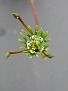 Euphorbia globosa flower