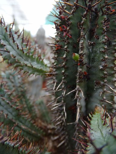 Euphorbia horrida v. striata + Viscum minimum