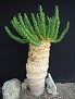 Euphorbia supernans