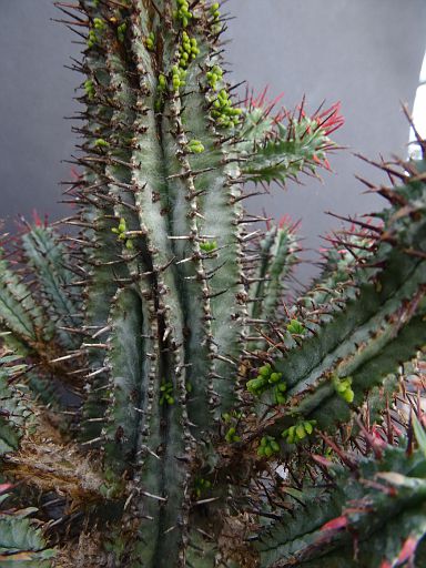 Euphorbia horrida + Viscum minimun in