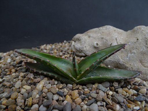 Aloe pavelkae