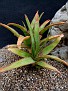 Aloe tormentori Mauritius