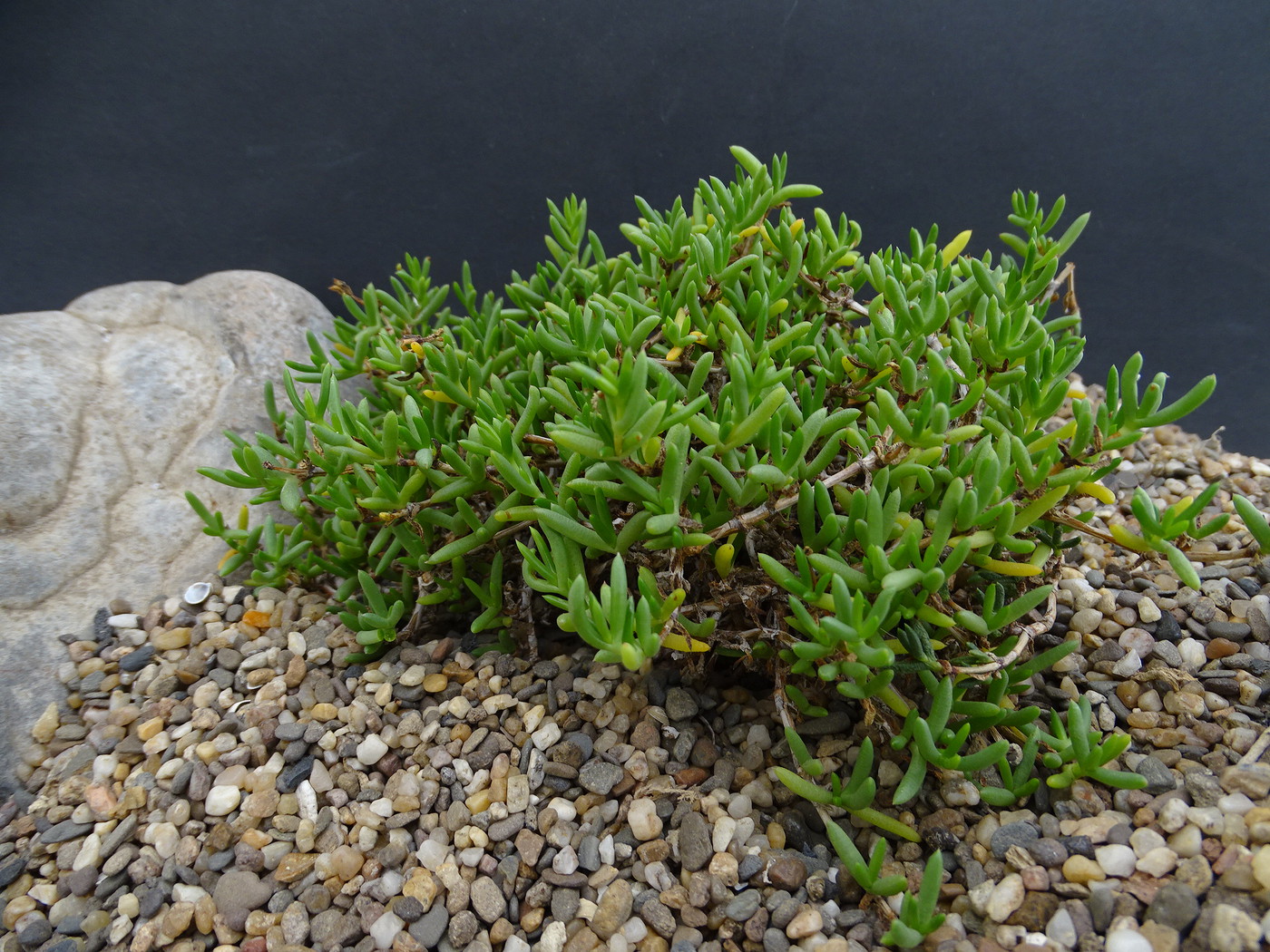 Disphyma crassifolium subsp. clavellatum