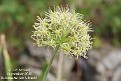 Allium hookeri