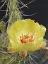 Opuntia erinacea v.columbiana Yakima River