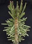 Euphorbia sekekuniensis